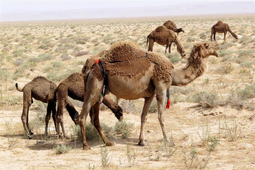 SYRIЁ - PALMYRA -> MARI - kamelenmoeder met jongen