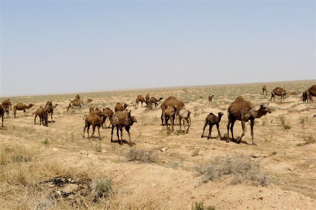 SYRIЁ - PALMYRA -> MARI - kudde kamelen