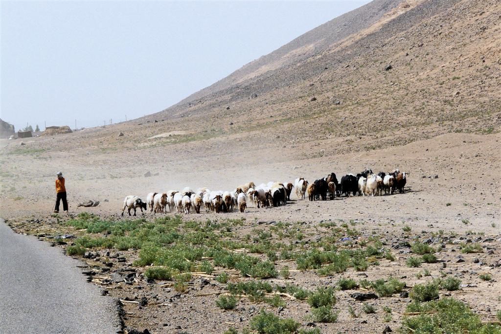 SYRIЁ - HALLABIYEH - schaapsherder met schapen