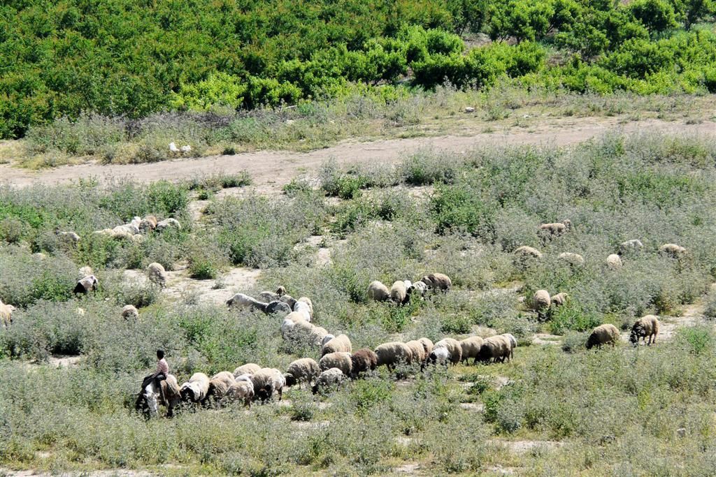 SYRIЁ - AIN DARA (40km ALEPPO) - schaapsherder met schapen