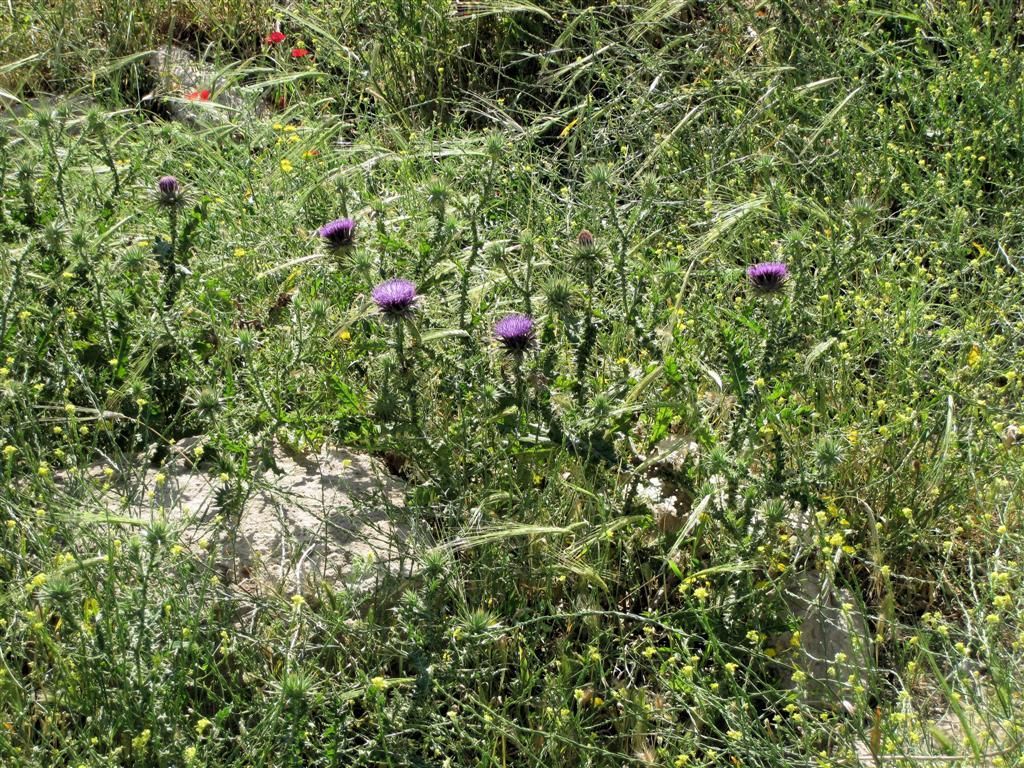 SYRIЁ - AIN DARA (40km ALEPPO) - bloemen