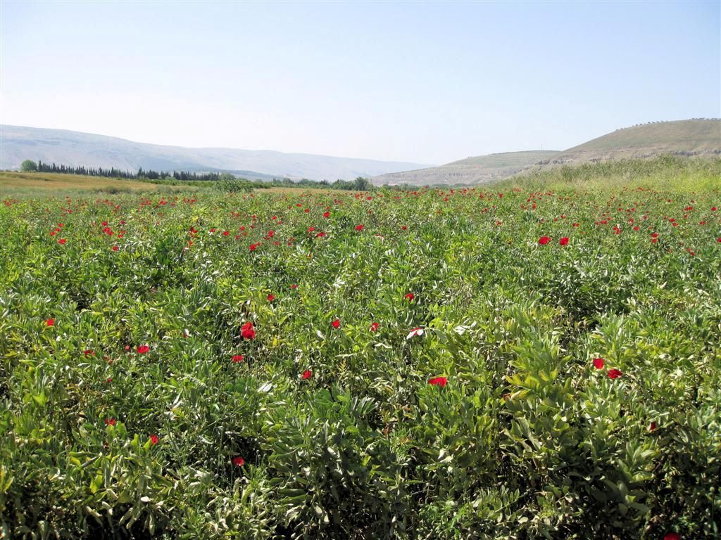 SYRIЁ - AIN DARA (40km ALEPPO) - veld met bloemen