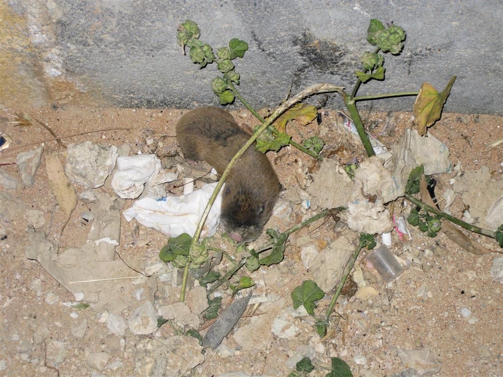SYRIЁ - KRAK DES CHEVALIERS - beest wat daar rondliep