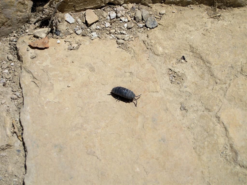 JORDANIЁ - KERAK - pissebed bij ruïne kasteel Kerak