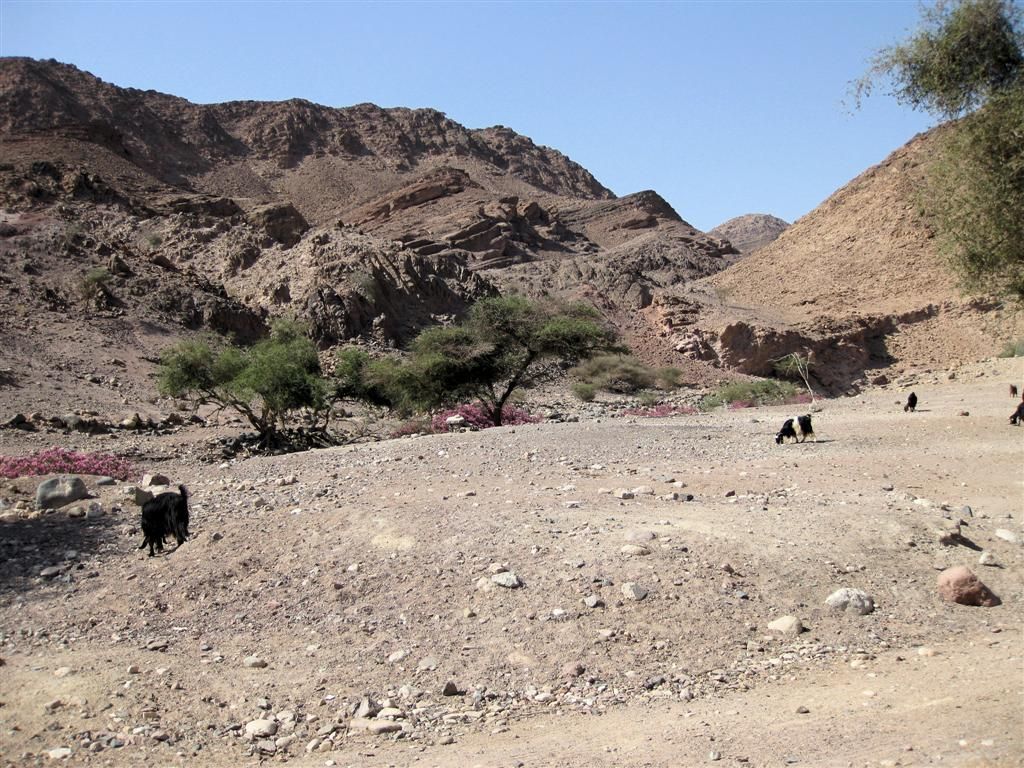 JORDANIЁ - DANA NATIONAL PARK - omgeving bij ecolodge