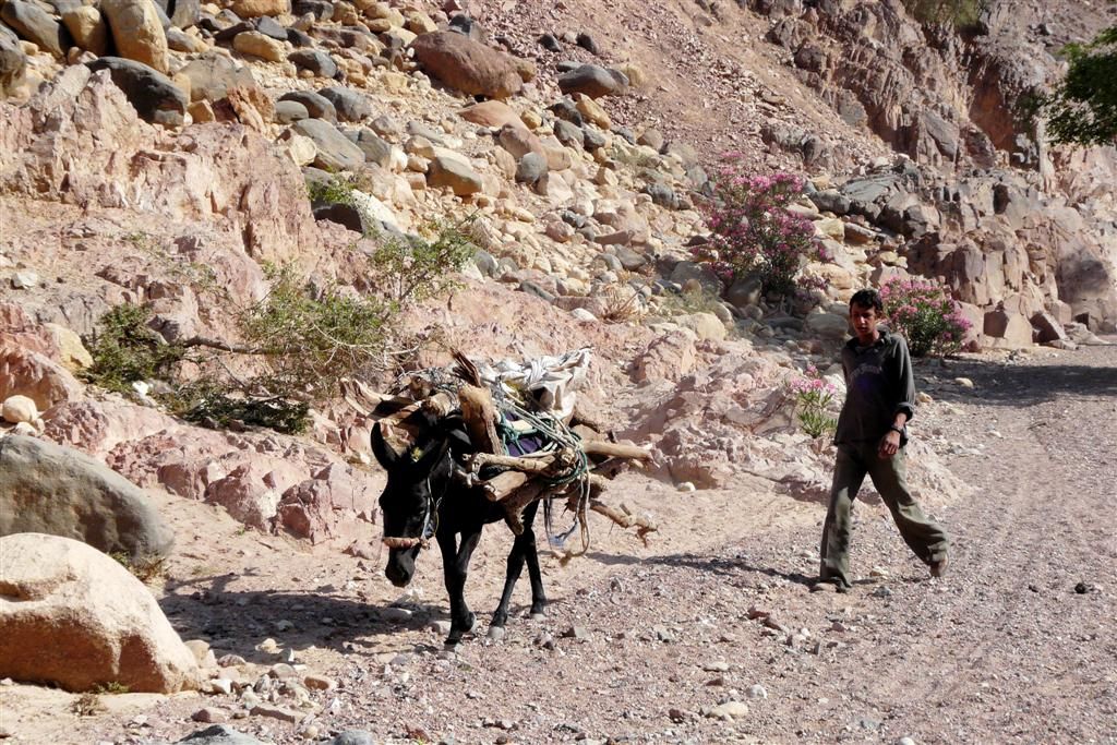 JORDANIЁ - DANA NATIONAL PARK - man met ezel die brandhout vervoerd
