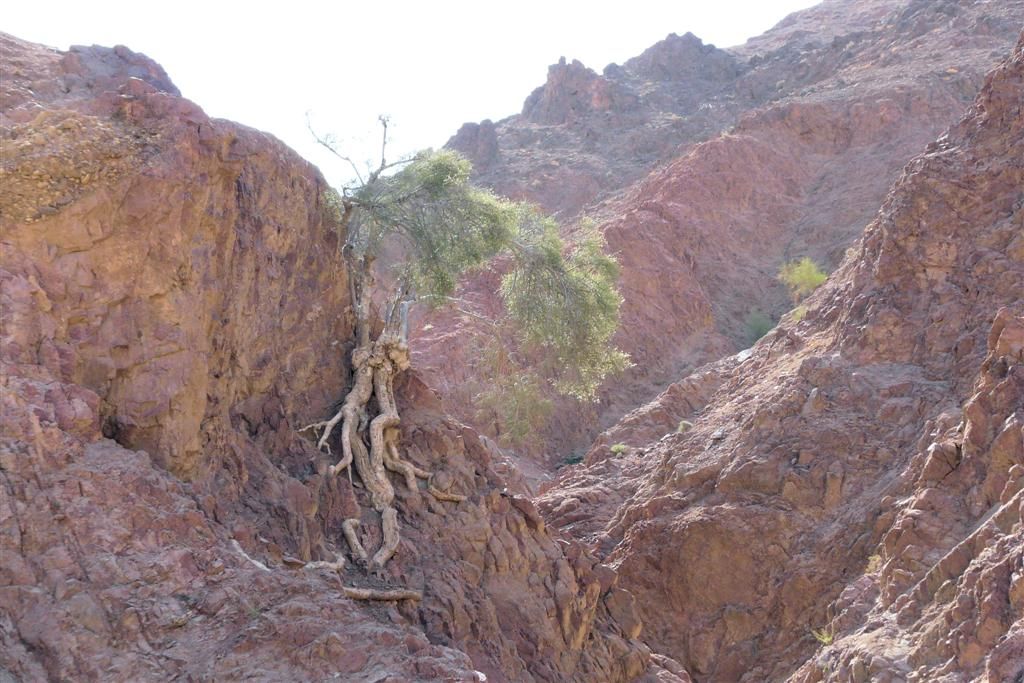 JORDANIЁ - DANA NATIONAL PARK - plant met wortels in rots