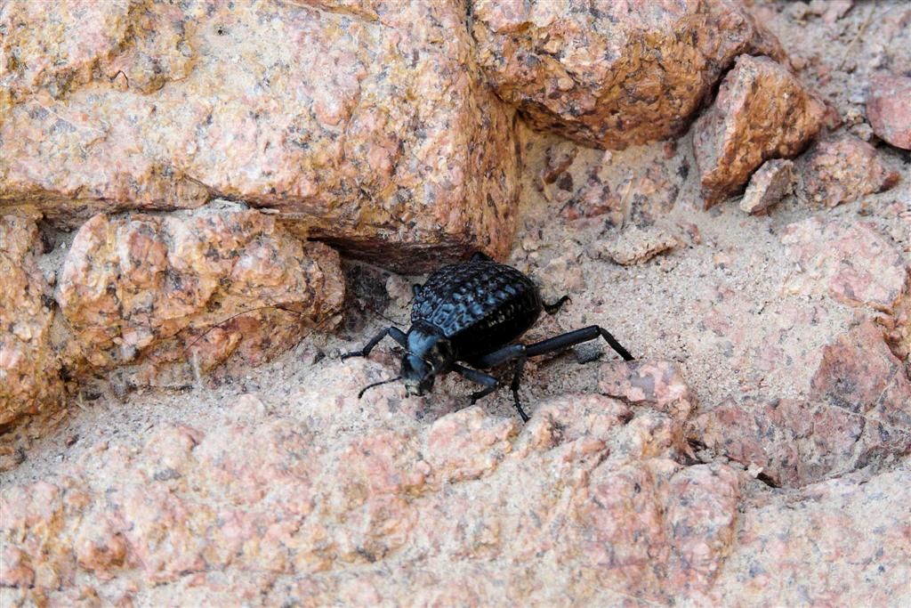 JORDANIЁ - DANA NATIONAL PARK - insect