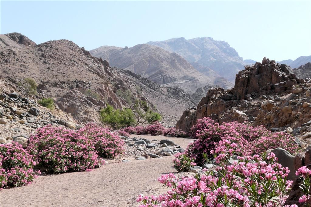 JORDANIЁ - DANA NATIONAL PARK - rivierbedding met begroeing