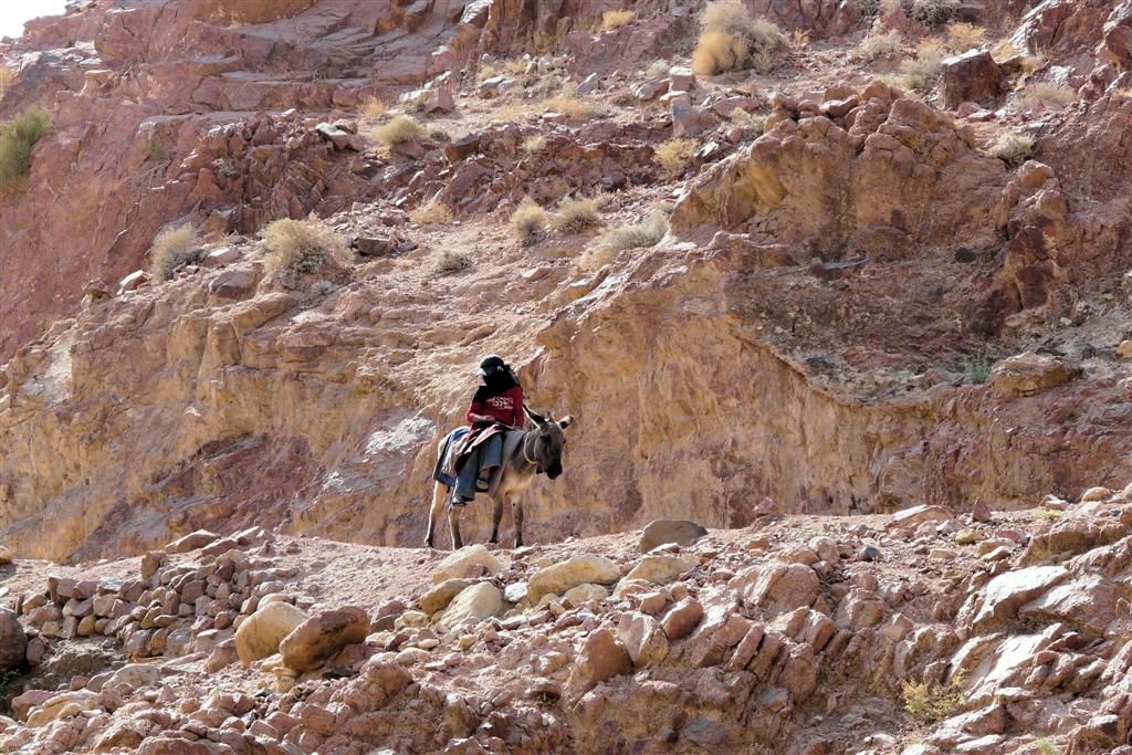 JORDANIЁ - DANA NATIONAL PARK - bedoeine met ezel
