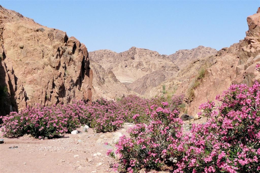 JORDANIЁ - DANA NATIONAL PARK - begroeing in droog landschap