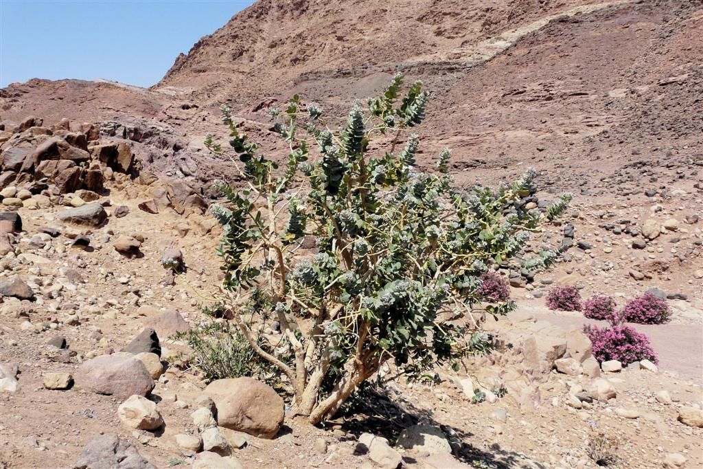 JORDANIЁ - DANA NATIONAL PARK - plant