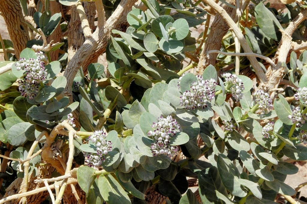JORDANIЁ - DANA NATIONAL PARK - vrucht van plant