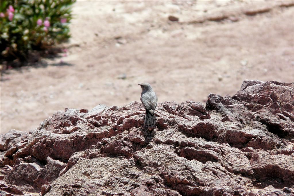 JORDANIЁ - DANA NATIONAL PARK - vogel op rots