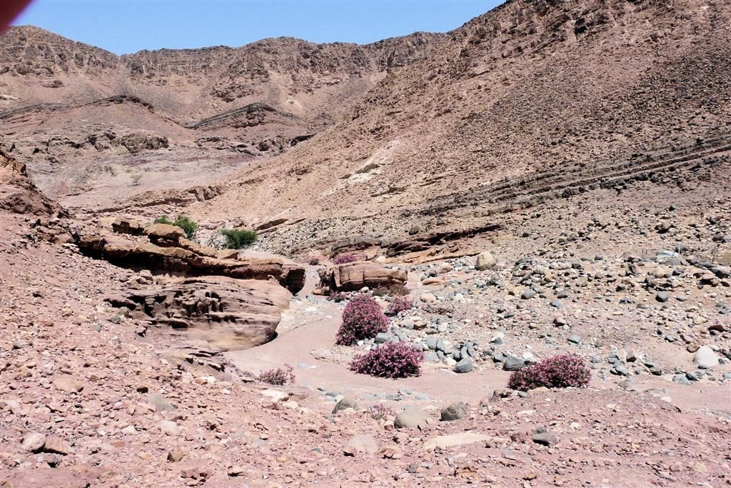 JORDANIЁ - DANA NATIONAL PARK - droge rivierbedding met begroeing