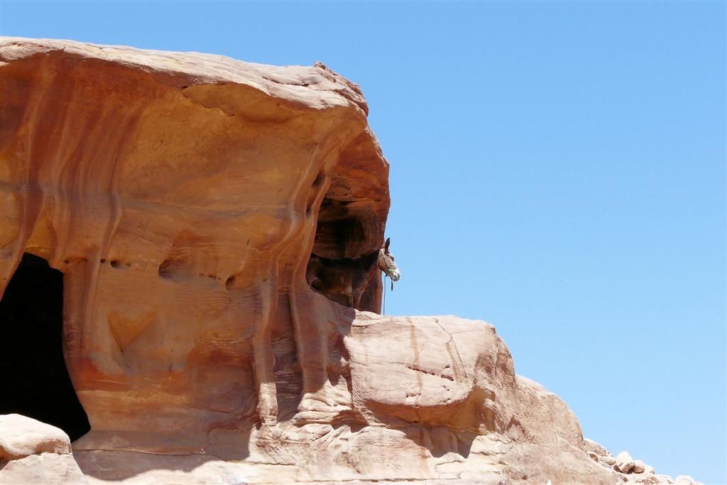 JORDANIЁ - PETRA - ezel zoekt verkoeling in rots