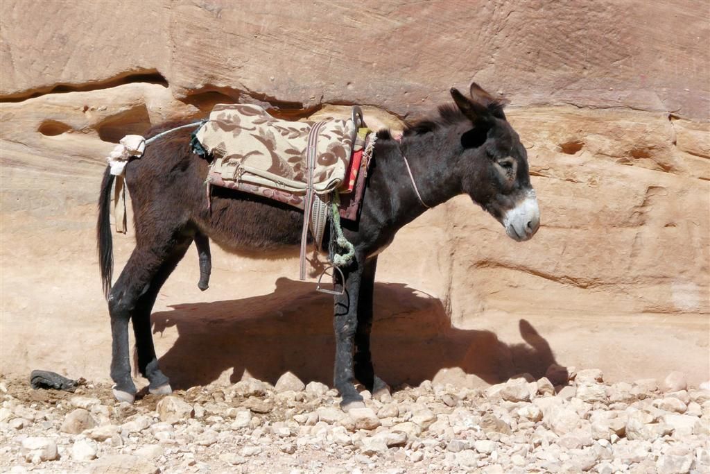 JORDANIЁ - PETRA - ezel met uitgerekt geslachtsdeel