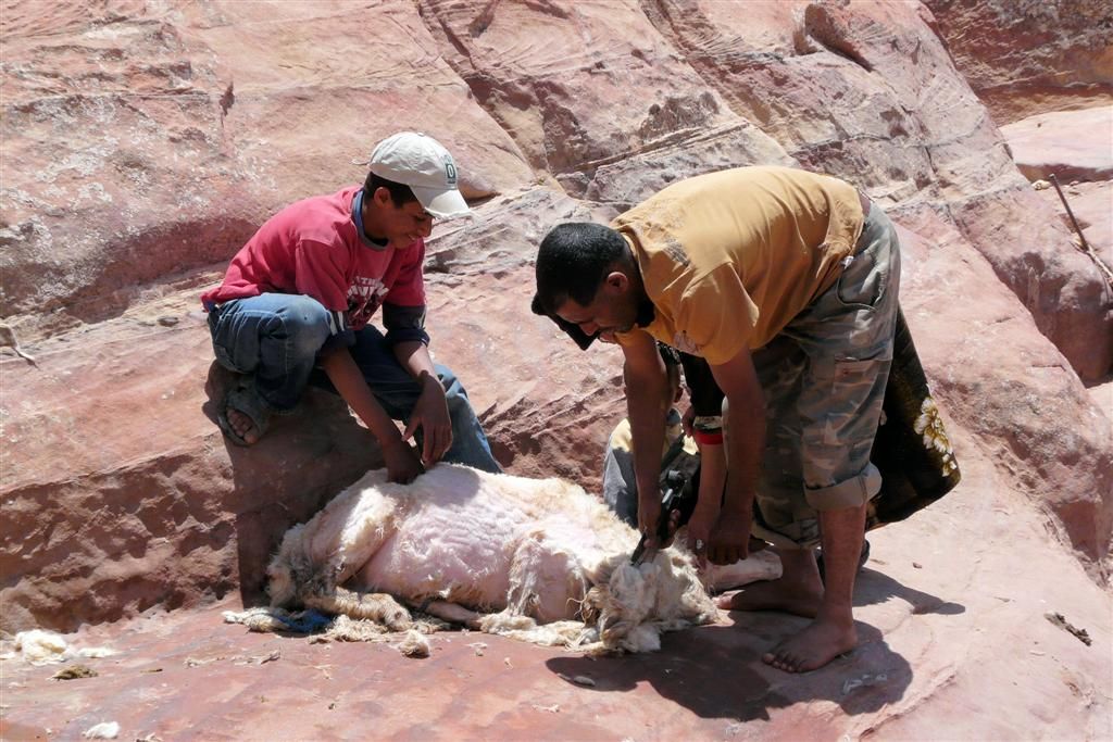 JORDANIЁ - PETRA - lokale bevolking bezig met schaap aan het scheren met schaar