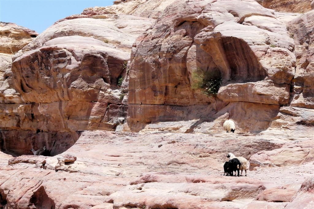 JORDANIЁ - PETRA - schapen op rotsen
