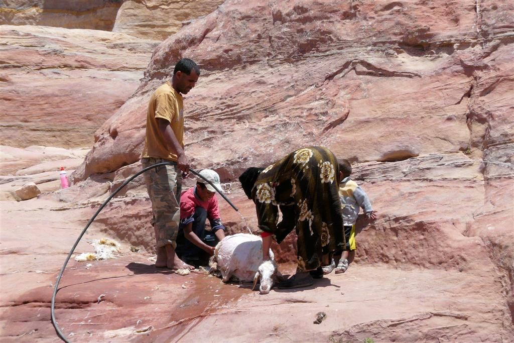 JORDANIЁ - PETRA - lokale bevolking wast geschoren schaap