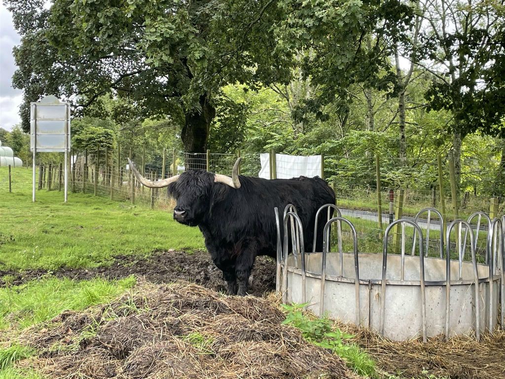 KILMAHOG - een Schotse hooglander