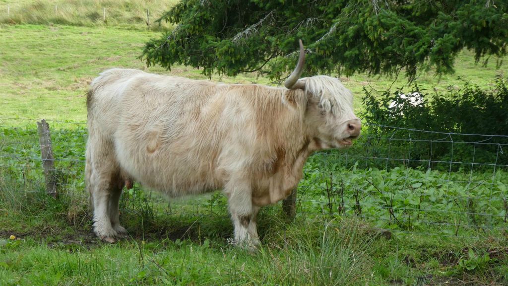 LOCH ACHRAY - een Schotse hooglander