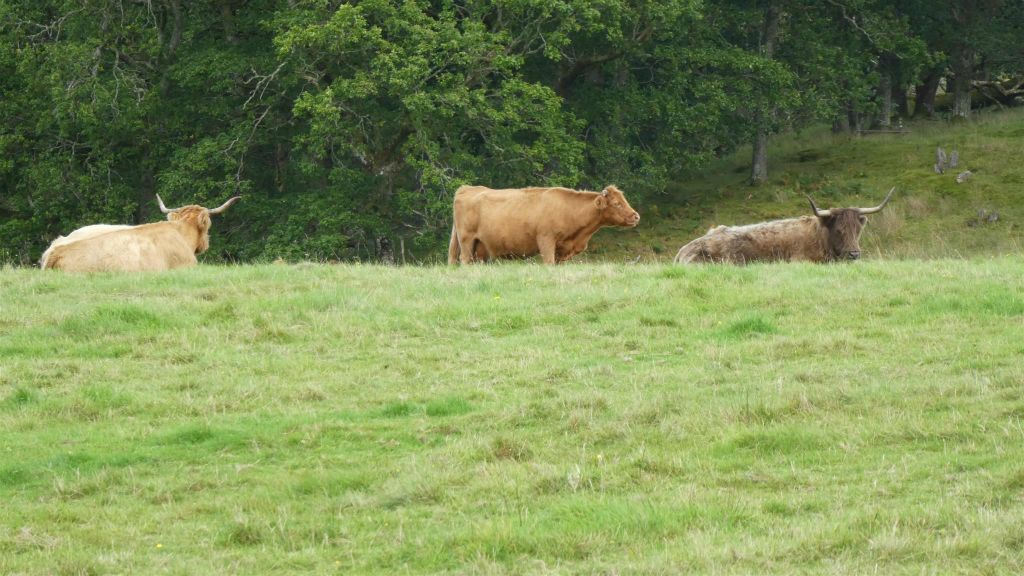 LOCH ACHRAY - enkele Schotse hooglanders