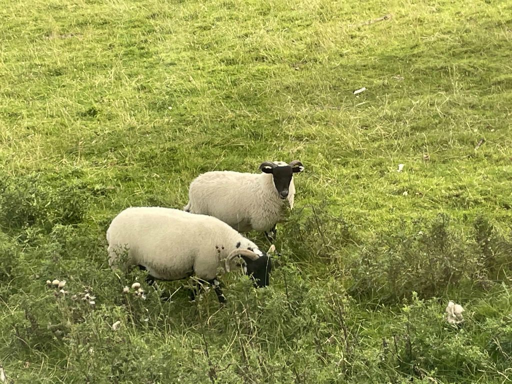 BLAIRHOYLE - twee Scottish Blackface schapen