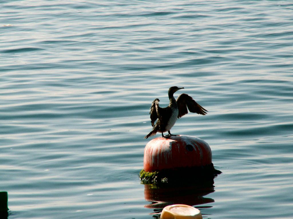 ISTANBUL - een aalscholver