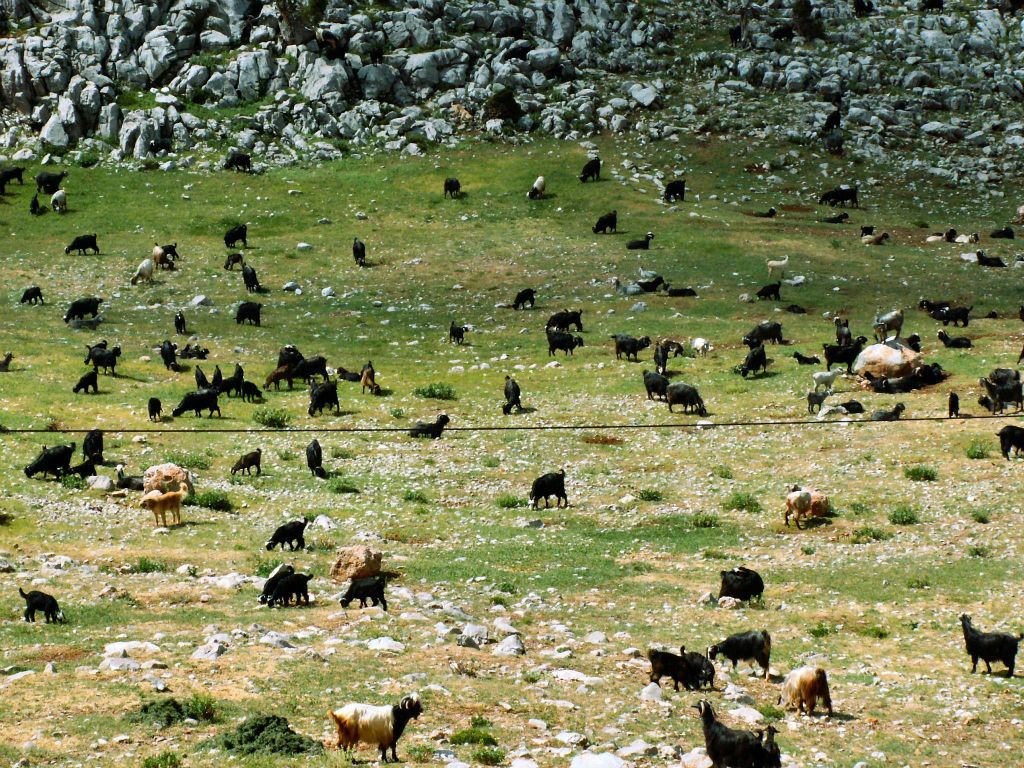 ANTALYA -> KONYA - een kudde geiten