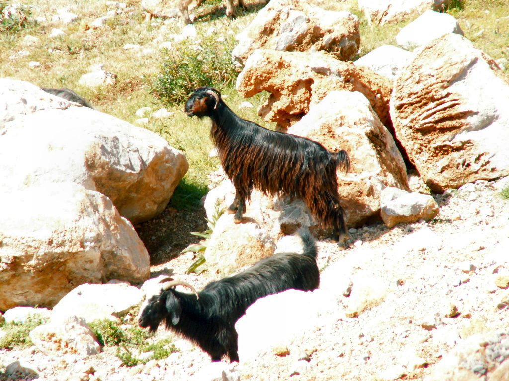 ANTALYA -> KONYA - twee geiten