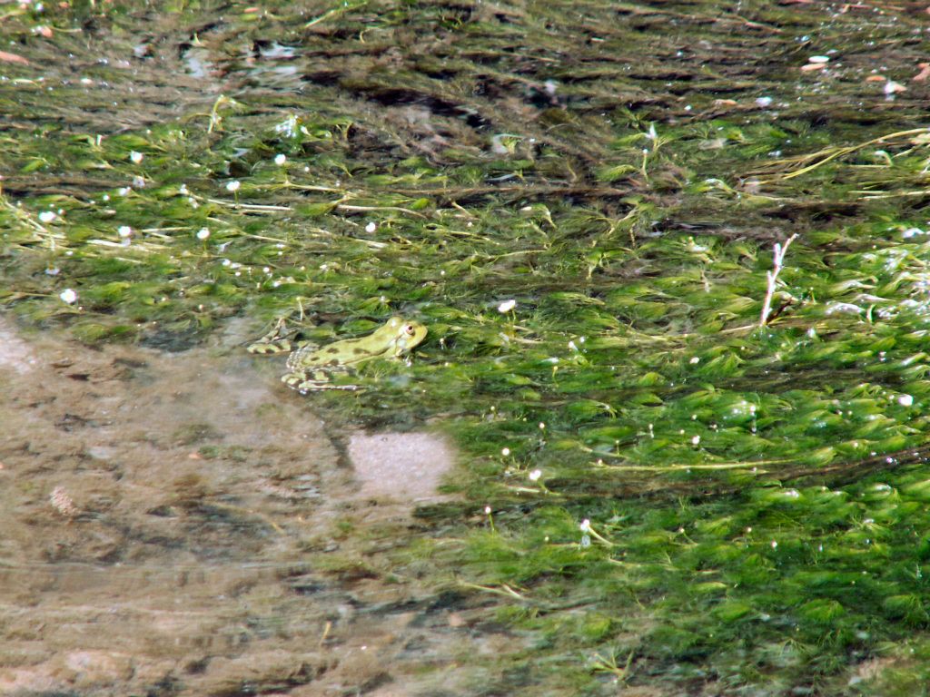 IHLARA - een kikker in de rivier Melendiz in de Ihlara-vallei