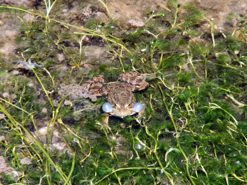 IHLARA - een kikker in de rivier Melendiz in de Ihlara-vallei