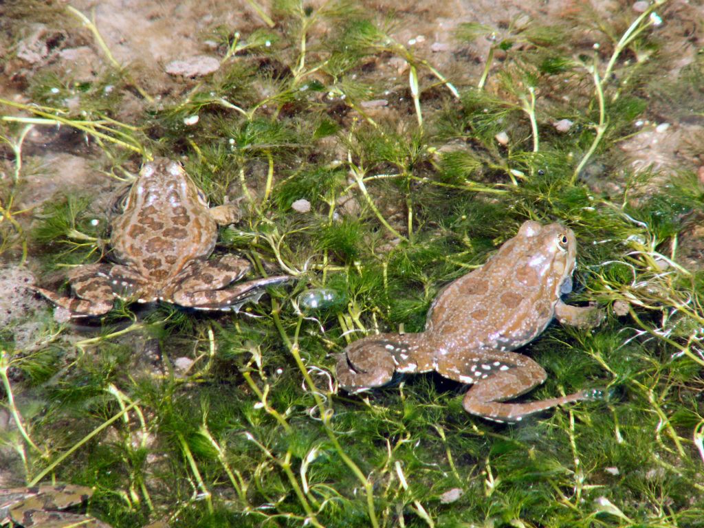 IHLARA - twee kikkers in de rivier Melendiz in de Ihlara-vallei