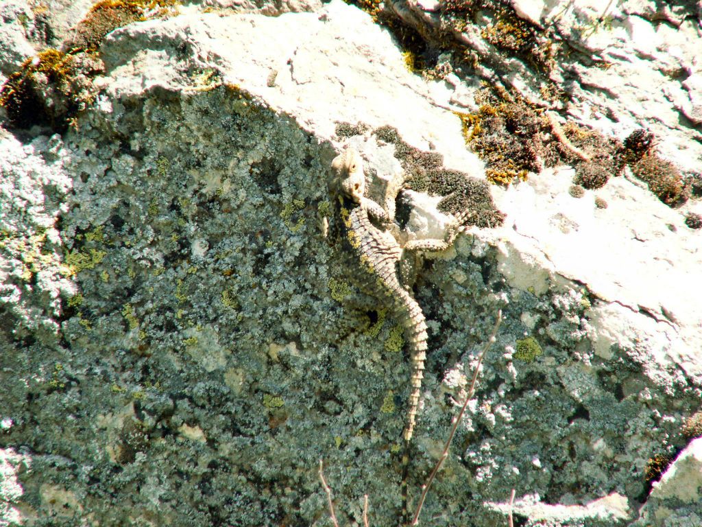 IHLARA - een salamander in de Ihlara-vallei