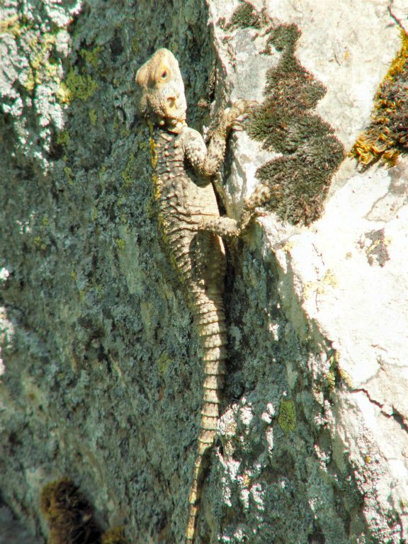 IHLARA - een salamander in de Ihlara-vallei
