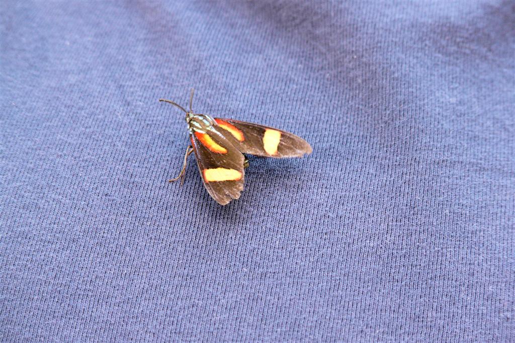 CHUAO - vlinder