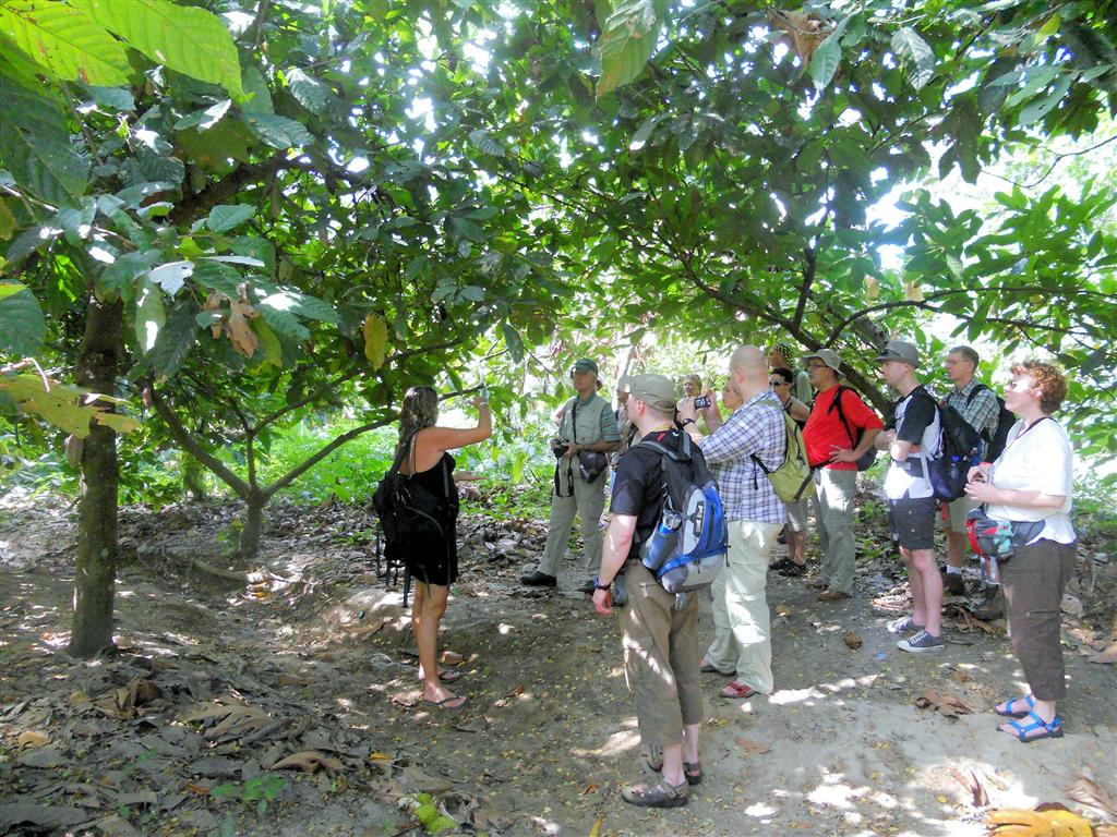 CHUAO - cacao plantage