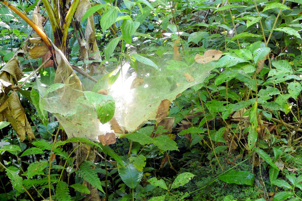 CHORONI (Henri Pitter Nationaal Park) - spinnenweb