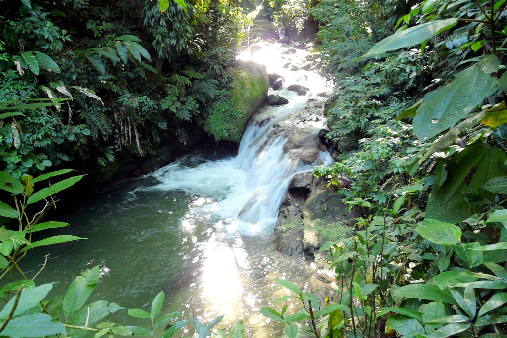 CHORONI (Henri Pitter Nationaal Park) - rivier