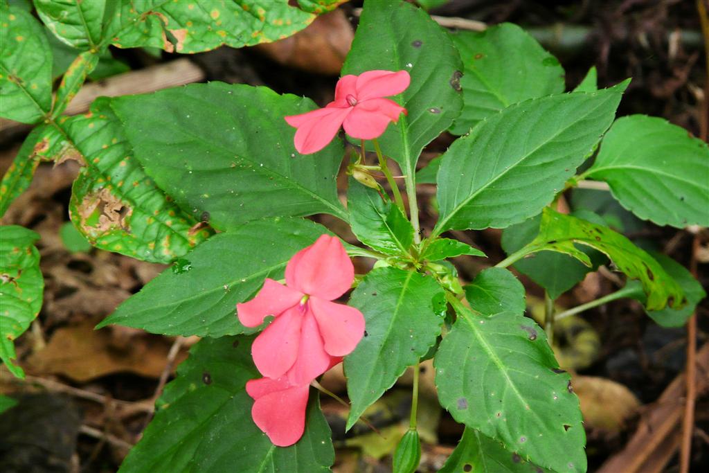 CHORONI (Henri Pitter Nationaal Park) - plant met bloemen