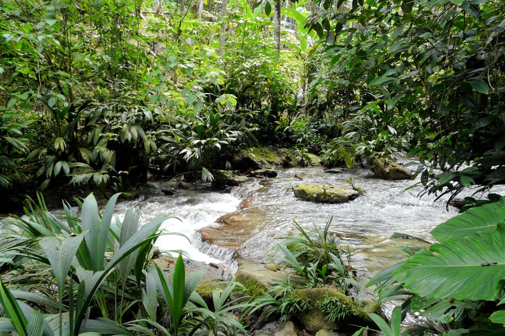 CHORONI (Henri Pitter Nationaal Park) - rivier