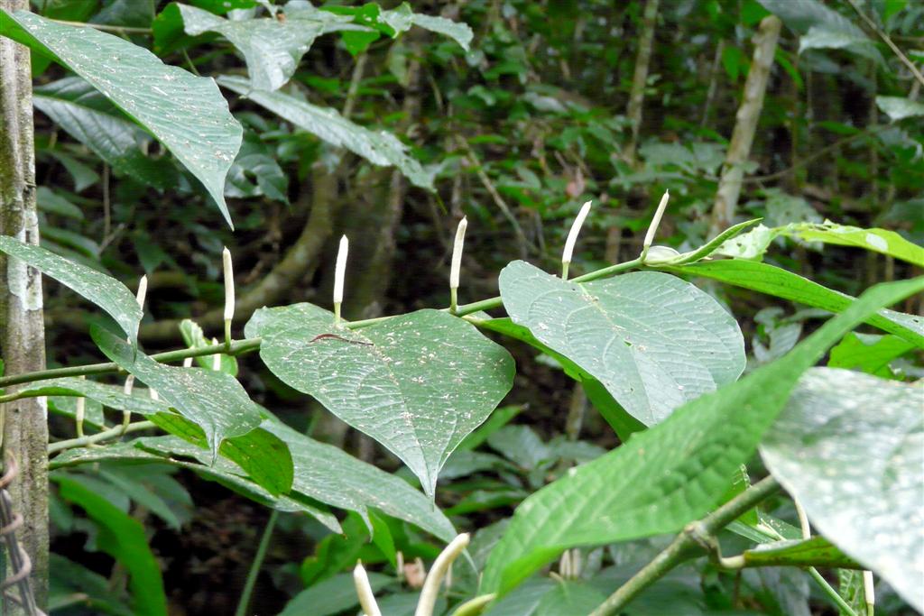CHORONI (Henri Pitter Nationaal Park) - plant