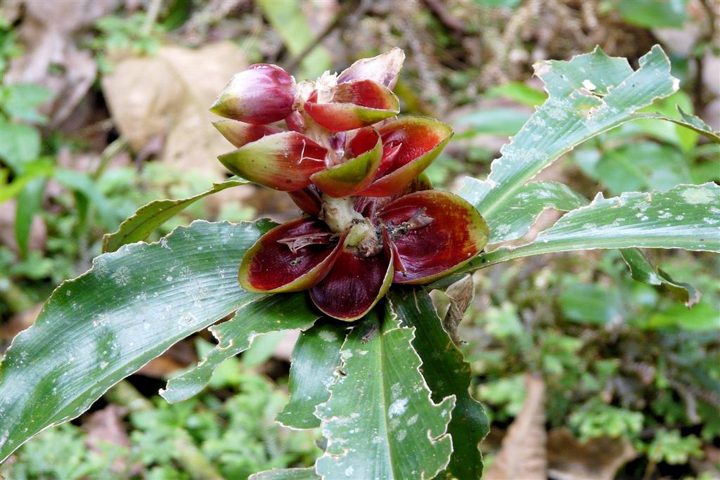 CHORONI (Henri Pitter Nationaal Park) - plant