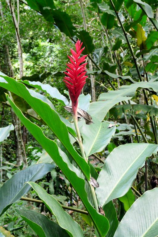 CHORONI (Henri Pitter Nationaal Park) - plant met bloem