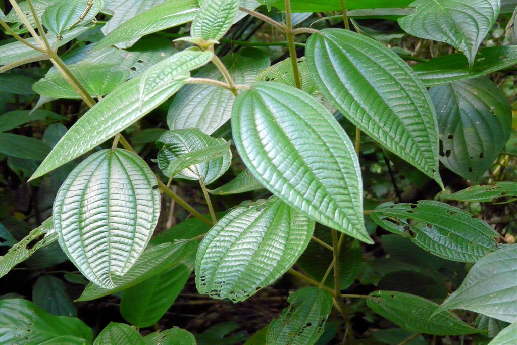 CHORONI (Henri Pitter Nationaal Park) - bladeren van plant