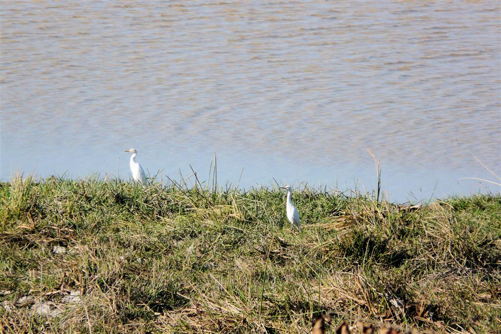 PUERTO NUTRIAS -> LIANOS - twee grote zilverreigers