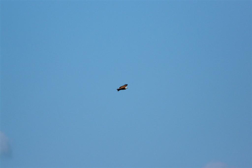 PUERTO NUTRIAS -> LIANOS - moerasbuizerd