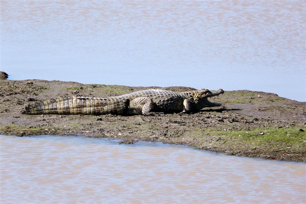 PUERTO NUTRIAS -> LIANOS - krokodil