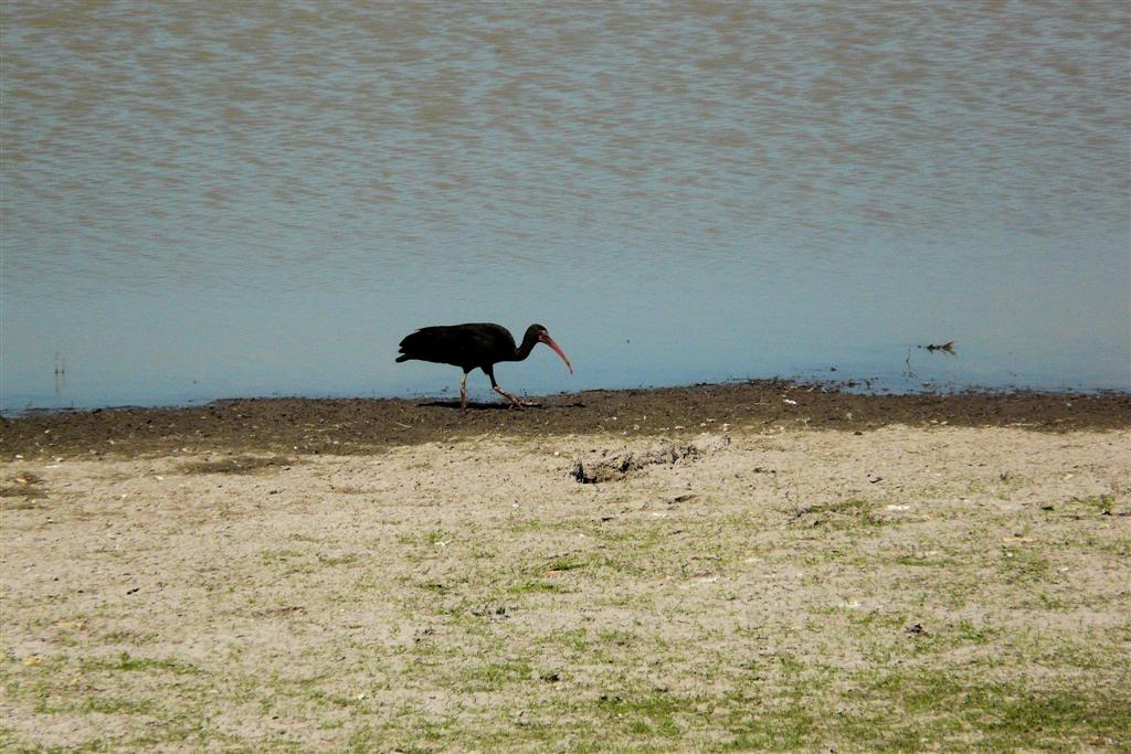PUERTO NUTRIAS -> LIANOS - zwarte ibis